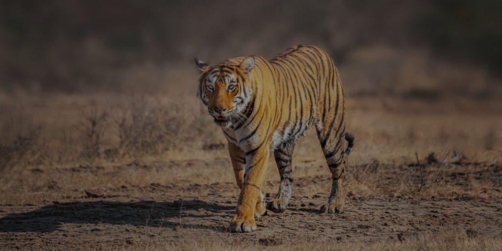 Golden Triangle Tour with Ranthambore