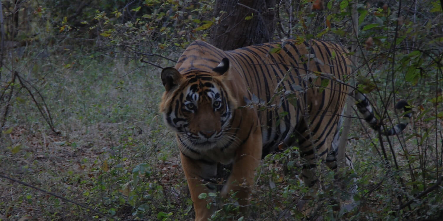 7 Days Golden Triangle Tour with Ranthambore
