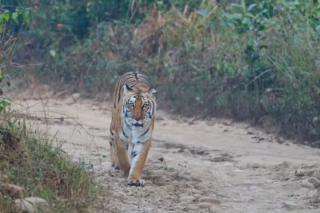 Bengal Tiger at Jim Corbett National Park