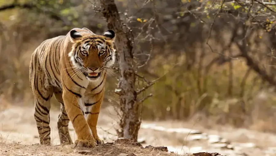 Ranthambore National Park w 1