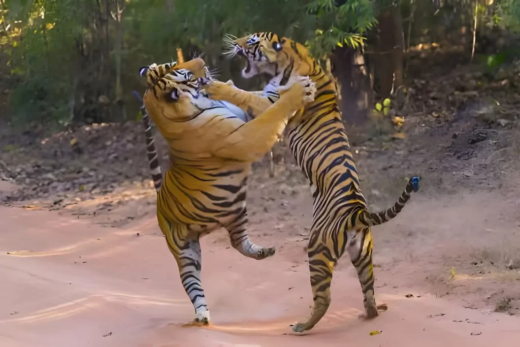 Two Bengal Tigers in fight with each other
