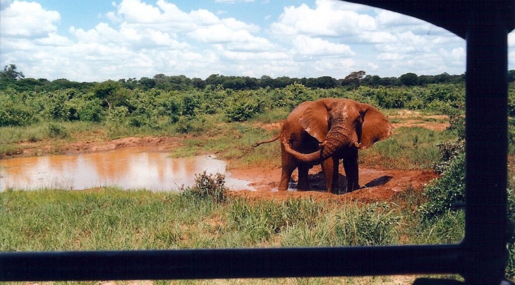 An elephant playfully splashing mud on its body in a lush green forest, showcasing its natural behavior and joy in the wild."